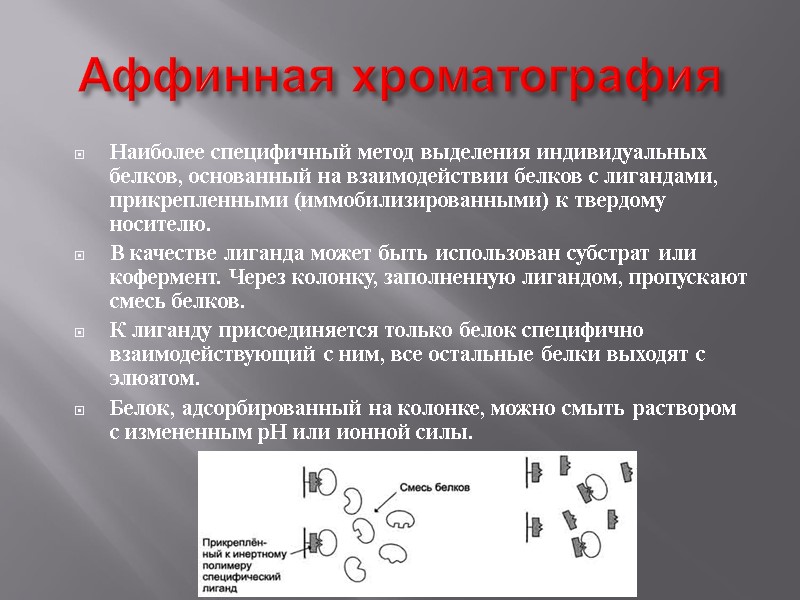 Аффинная хроматография Наиболее специфичный метод выделения индивидуальных белков, основанный на взаимодействии белков с лигандами,